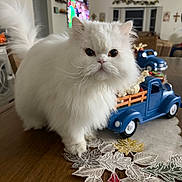 Snow is registered to the contest to win money with this photo: animal, autumn_decor, cat, cross, cute, decorations, face, fall_leaves, fluffy, furniture, indoors, living_room, pet, pumpkins, table, tail, toy_truck, whiskers, white_cat, window