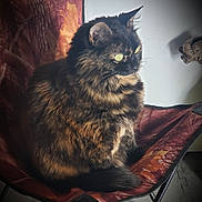 Mocha Gypsy joined the competition — help win amazing prizes! cat, tortoiseshell_cat, feline, sitting, chair, indoor, pet, fur, whiskers, ears, tail, patterned_chair, looking_away, domestic_animal, closeup, animal, cozy, soft_light, shadow, quiet