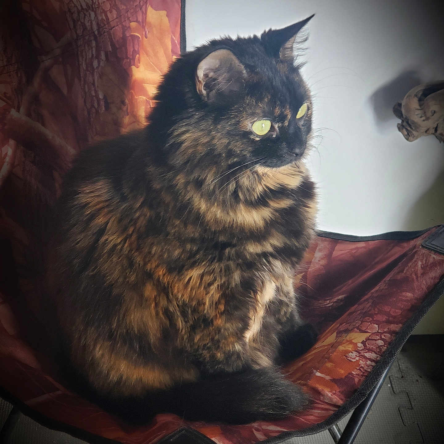 Mocha Gypsy joined the competition — help win amazing prizes! cat, tortoiseshell_cat, feline, sitting, chair, indoor, pet, fur, whiskers, ears, tail, patterned_chair, looking_away, domestic_animal, closeup, animal, cozy, soft_light, shadow, quiet