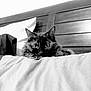 Mocha joined the competition — help win amazing prizes! animal, bed, black_and_white, cat, close_up, cozy, eyes, feline, fluffy, fur, headboard, indoor, looking, mysterious, pet, pillow, portrait, resting, soft, wood