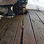 Mocha joined the competition — help win amazing prizes! alert, animal, background, cat, closeup, curious, daylight, fur, furniture_leg, green_eyes, nature, outdoor, pet, quiet, sitting, snow, texture, tortoiseshell, winter, wooden_deck
