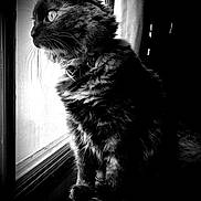 Mocha is registered to the contest to win money with this photo: black_and_white, cat, closeup, collar, cozy, dramatic_lighting, feline, fur, gaze, indoor, long_hair, monochrome, pet, portrait, side_profile, silhouette, sitting, whiskers, window, windowsill
