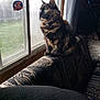 animal, cat, couch, cozy, curtain, daylight, domestic, fur, furniture, green_eyes, home, indoor, looking_out, natural_light, patterned_fabric, pet, side_view, sitting, tortoiseshell_cat, window