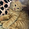 Touktouk a rejoint le concours — aidez-le/la à gagner de superbes lots ! cat, kitten, ginger_cat, fluffy, furry, pet, animal, portrait, close_up, sitting, lying_down, bed, bedding, indoors, cute, whiskers, ears, paws, green_eyes, relaxed