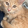 Touktouk a rejoint le concours — aidez-le/la à gagner de superbes lots ! cat, kitten, ginger_cat, orange_fur, fluffy, portrait, close_up, animal, pet, whiskers, ears, green_eyes, pink_nose, paws, crossed_paws, sitting, indoors, soft_fur, cute, cozy