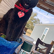Reba joined the competition — help win amazing prizes! animal, black_cat, blue_pot, casual, cat, chair, daylight, domestic_pet, feline, garden_tools, glass_table, green_building, heart_tag, meowing, outdoor, patio, plant_pot, red_collar, wooden_roof, yellow_eyes