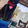 animal, black_cat, blue_pot, casual, cat, chair, daylight, domestic_pet, feline, garden_tools, glass_table, green_building, heart_tag, meowing, outdoor, patio, plant_pot, red_collar, wooden_roof, yellow_eyes