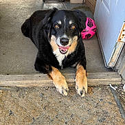 Oakle is registered to the contest to win money with this photo: dog, black_dog, tan_markings, happy, smiling, lying_down, front_paws, long_hair, pet, animal, doorway, entrance, porch, concrete, step, pink_ball, soccer_ball, outdoor, home, portrait