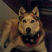 Raven joined the competition — help win amazing prizes! advertising, alaskan_malamute, carnivoran, dog, dog_breed, dog_breed_group, dog_like_mammal, photo_caption, sakhalin_husky, siberian_husky, sled_dog, snout