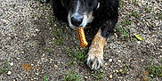 Oakley is registered to the contest to win money with this photo: dog, bone_treat, gravel, outdoor, grass, plant, chair, soccer_ball, pet, animal, black_dog, tan_paws, fur, snack, lying_down, looking_up, garden, nature, playful, companion