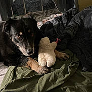 Oakley is registered to the contest to win money with this photo: dog, plush_toy, bed, blanket, indoor, pet, black_dog, tan_paws, soft_toys, cozy, sleeping_area, window, curtains, fabric, resting, animal, fur, paw, relaxation, comfort