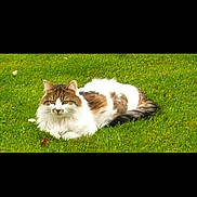 Kitty participe au concours pour gagner de l'argent avec cette photo : cat, animal, pet, grass, outdoor, nature, feline, fur, mammal, resting, lying_down, domestic_animal, whiskers, tail, ears, greenery, daylight, eyes, cute, relaxed