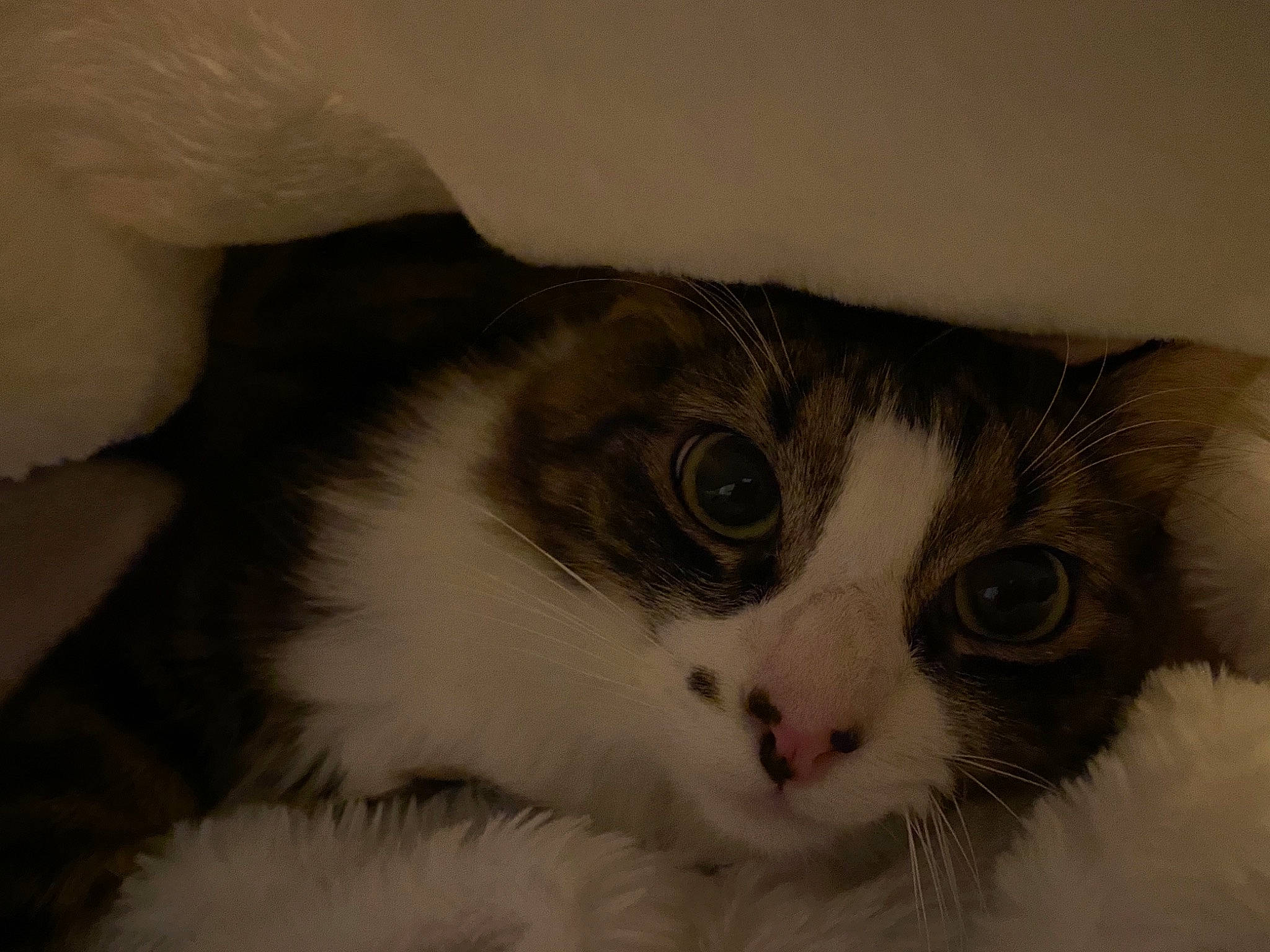 Pua a rejoint le concours — aidez-le/la à gagner de superbes lots ! carnivore, cat, domestic_short_haired_cat, felidae, fur, iris, paw, small_to_medium_sized_cats, snout, tail, whiskers, window