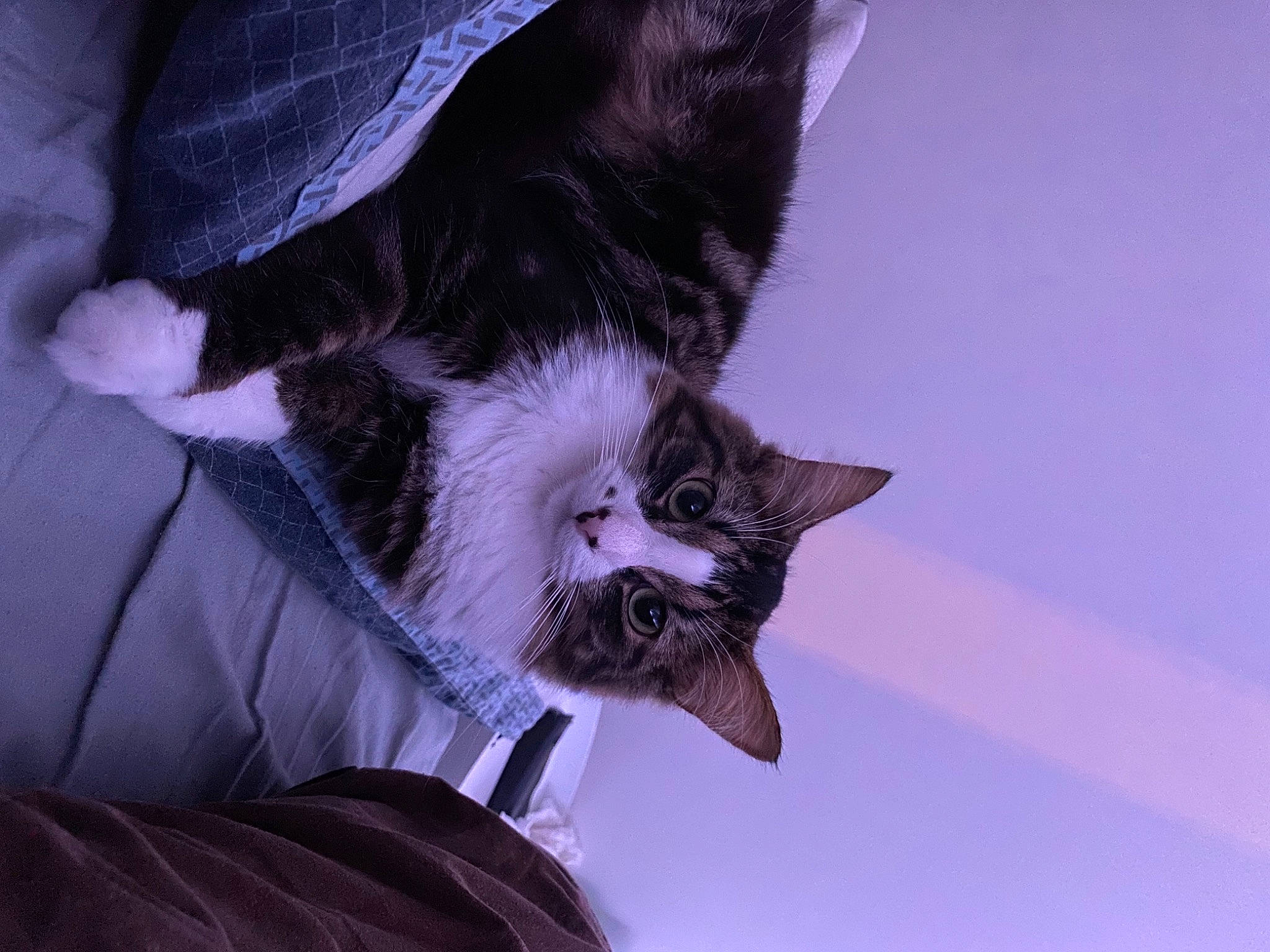 Pua a rejoint le concours — aidez-le/la à gagner de superbes lots ! beard, carnivore, cat, comfort, dog_breed, domestic_short_haired_cat, eye, eyewear, facial_hair, felidae, formal_wear, fur, gesture, jaw, paw, purple, small_to_medium_sized_cats, snout, tail, whiskers