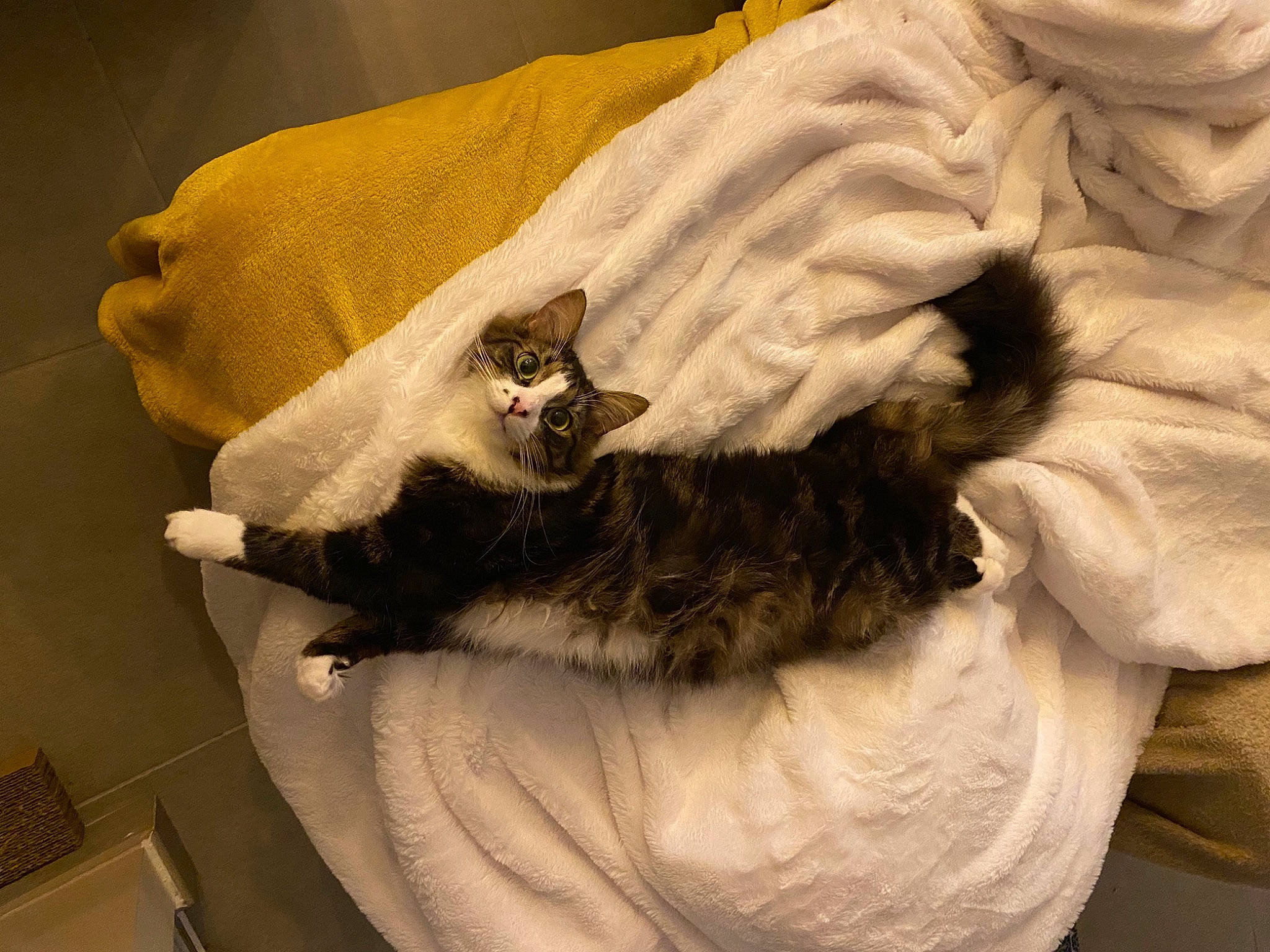 Pua a rejoint le concours — aidez-le/la à gagner de superbes lots ! bed, bedding, canidae, carnivore, cat, claw, comfort, companion_dog, dog_breed, fashion_accessory, fawn, felidae, fur, linens, nap, paw, small_to_medium_sized_cats, snout, tail, whiskers