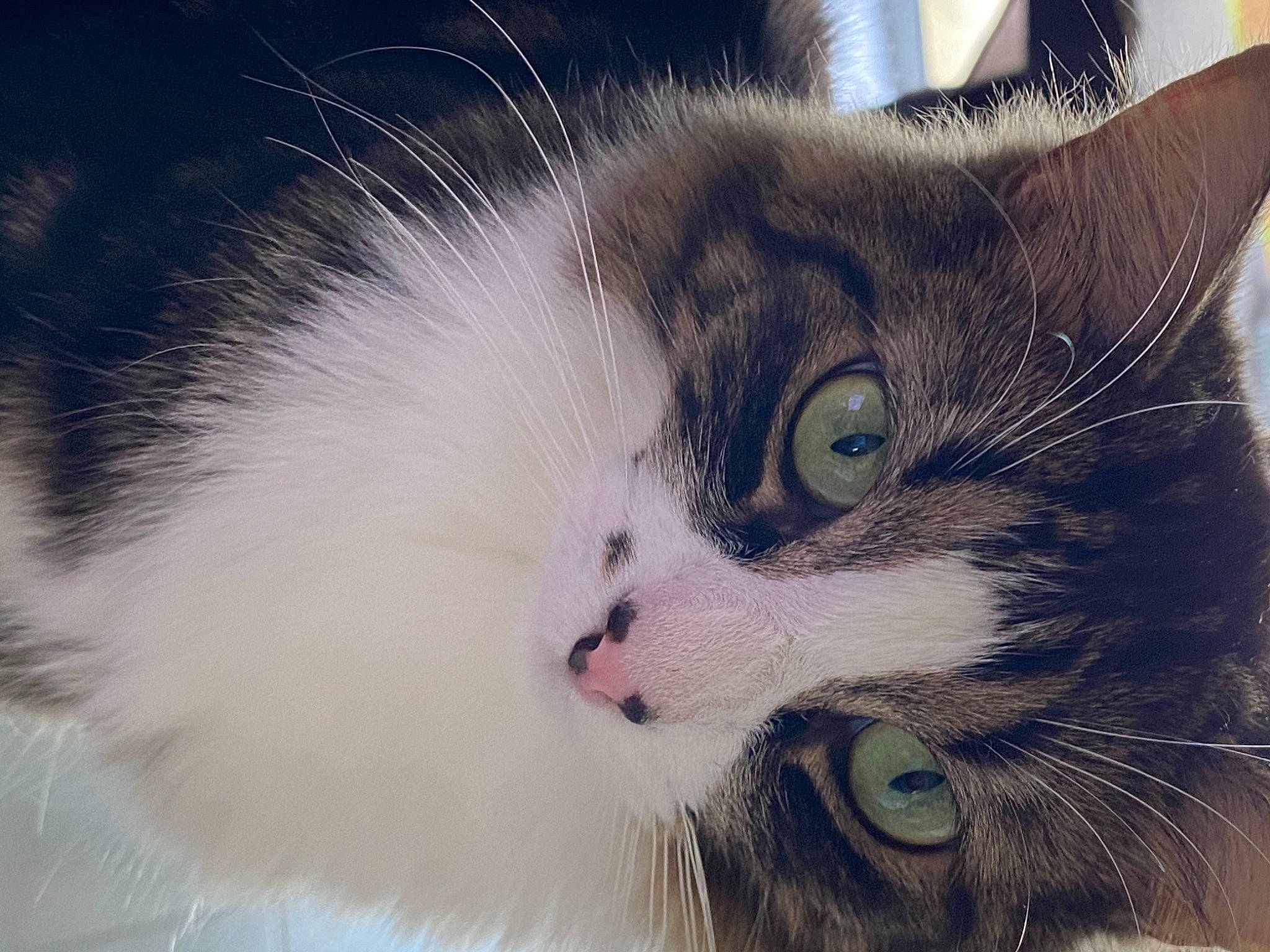 Pua a rejoint le concours — aidez-le/la à gagner de superbes lots ! carnivore, cat, domestic_short_haired_cat, felidae, fur, grass, iris, paw, plant, small_to_medium_sized_cats, snout, whiskers, window