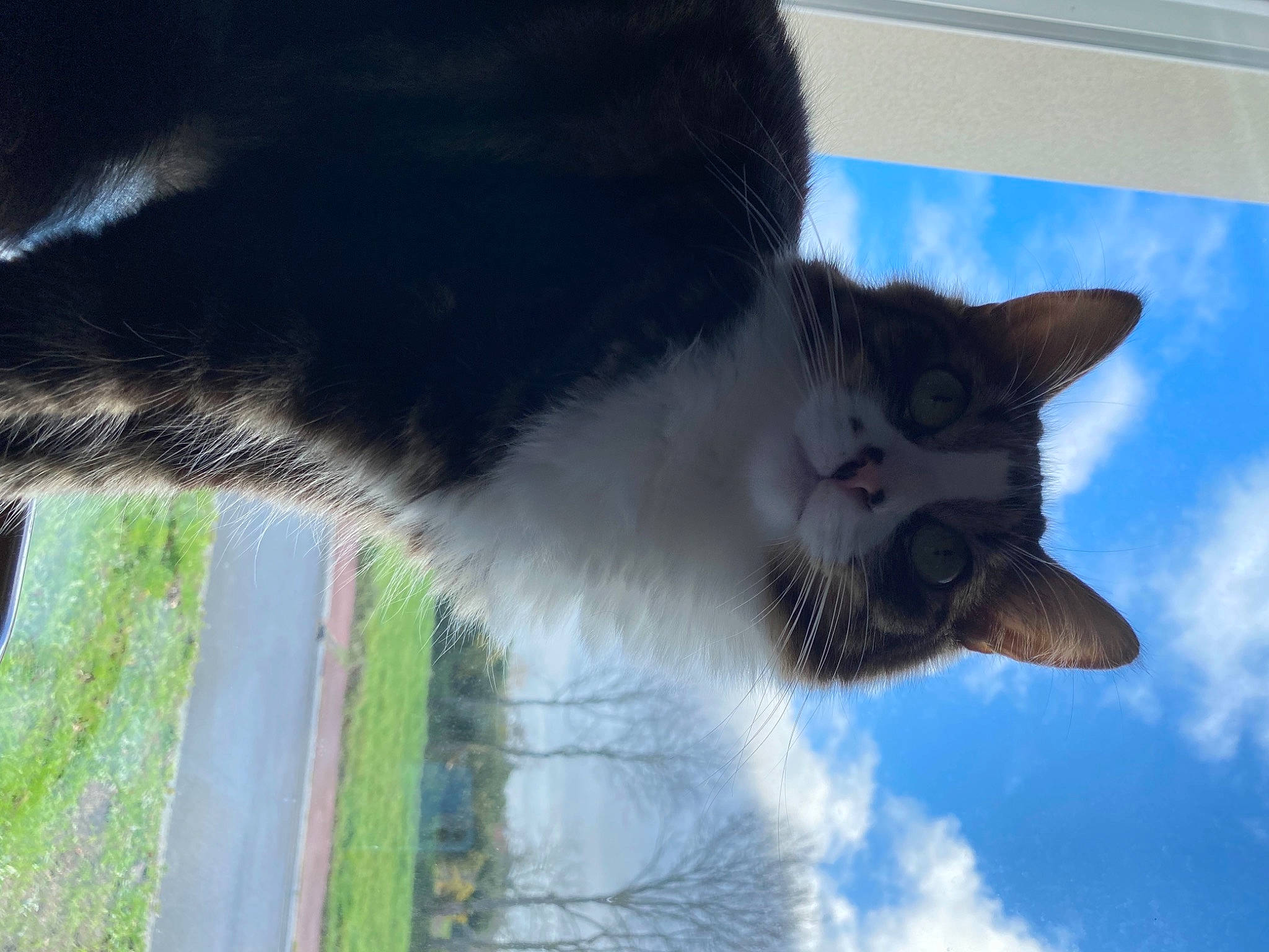 Pua participe au concours pour gagner de l'argent avec cette photo : carnivore, cat, cloud, cumulus, domestic_short_haired_cat, felidae, fur, grass, mammal, paw, plant, reflection, sky, small_to_medium_sized_cats, snout, tail, tree, water, whiskers