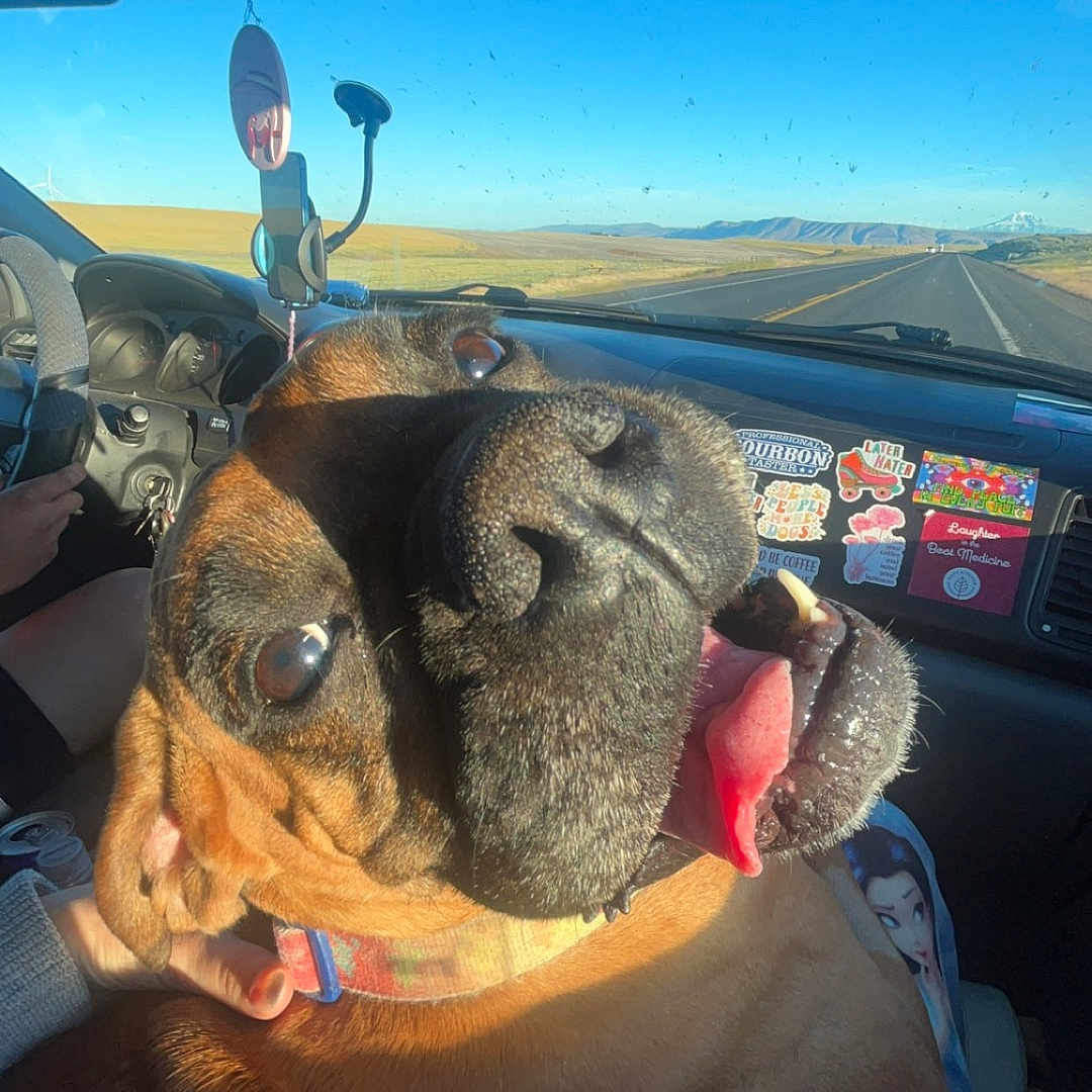 Sassy joined the competition — help win amazing prizes! accessories, animal, baby, boxer, bulldog, canine, car, dog, face, frenchbulldog, head, hound, outdoors, person, pet, photography, portrait, puppy, transportation, vehicle