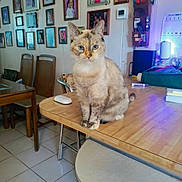 Sadie is registered to the contest to win money with this photo: animal, blue_eyes, calm, cat, chair, cozy, cute, domestic_animal, framed_photos, fur, furniture, home, indoor, kitchen, pet, sitting, table, tile_floor, wall, wooden_table