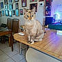 animal, blue_eyes, calm, cat, chair, cozy, cute, domestic_animal, framed_photos, fur, furniture, home, indoor, kitchen, pet, sitting, table, tile_floor, wall, wooden_table