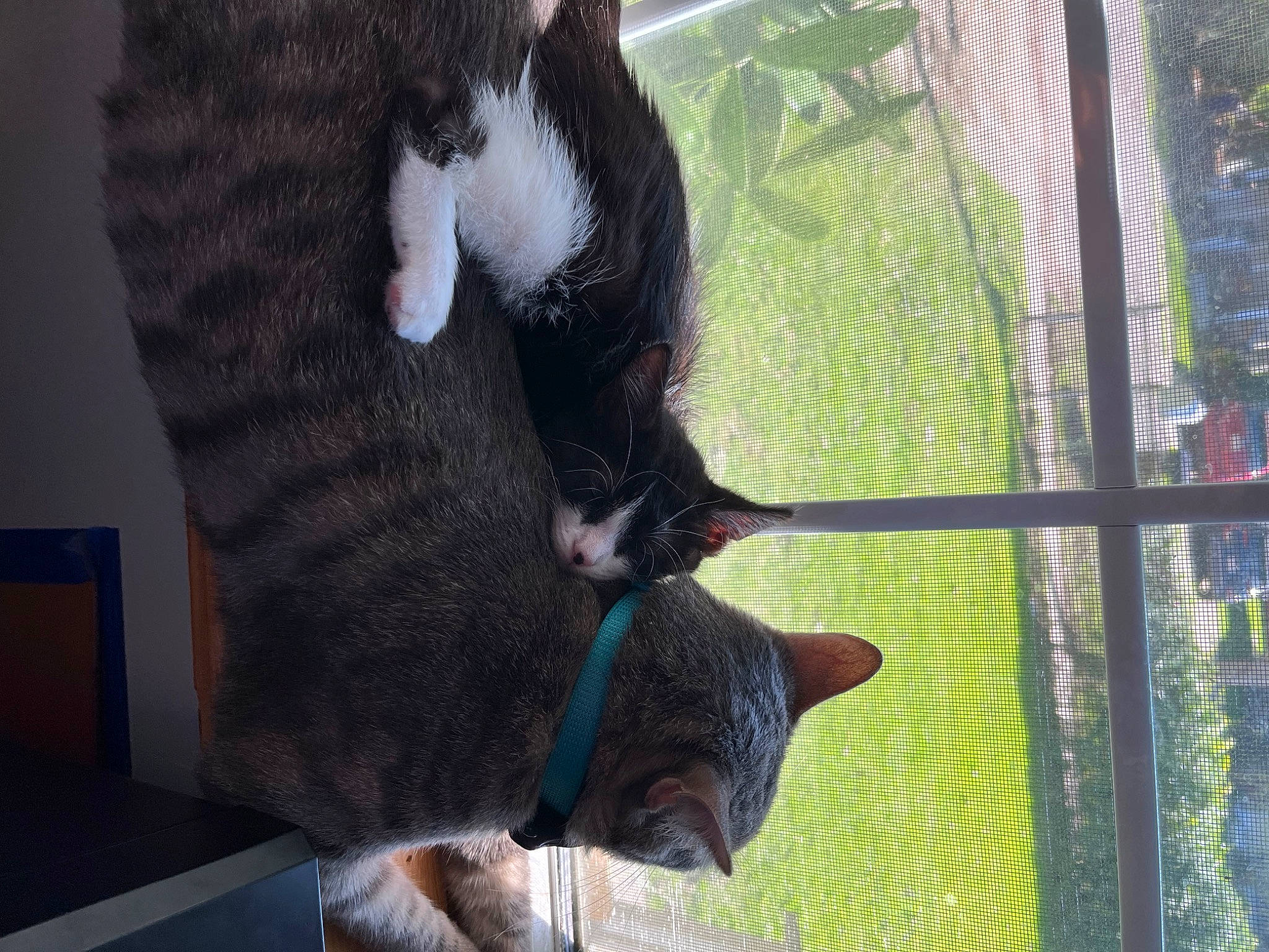 Tucker is registered to the contest to win money with this photo: black_cat, canidae, carnivore, cat, cat_supply, claw, dog_breed, domestic_short_haired_cat, fawn, felidae, fur, human_leg, mesh, small_to_medium_sized_cats, snout, sporting_group, tail, terrestrial_animal, whiskers, window