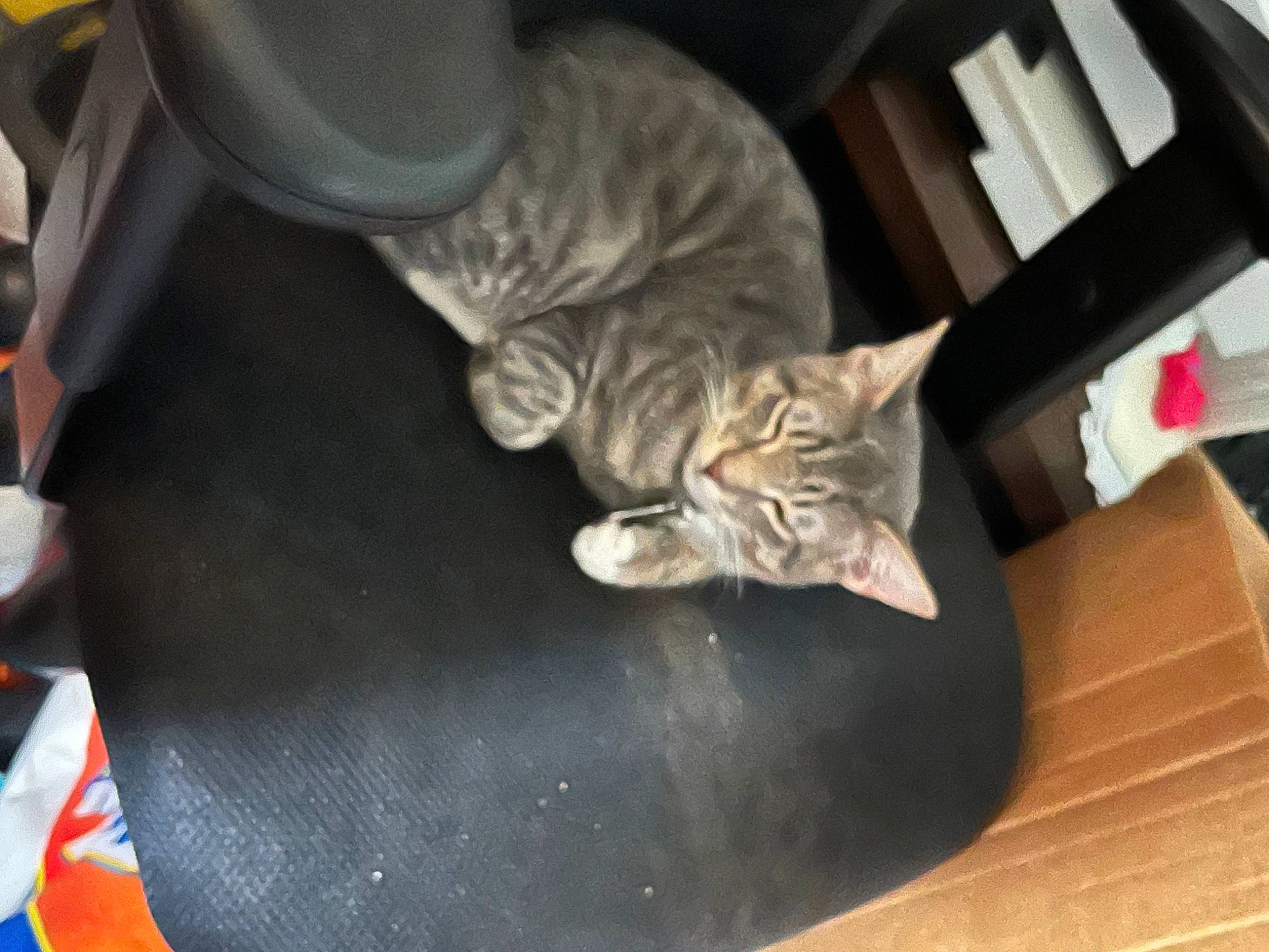 Tucker joined the competition — help win amazing prizes! carnivore, cat, claw, comfort, domestic_short_haired_cat, fawn, felidae, floor, flooring, foot, fur, hardwood, human_leg, mammal, paw, small_to_medium_sized_cats, tail, vertebrate, whiskers, wood