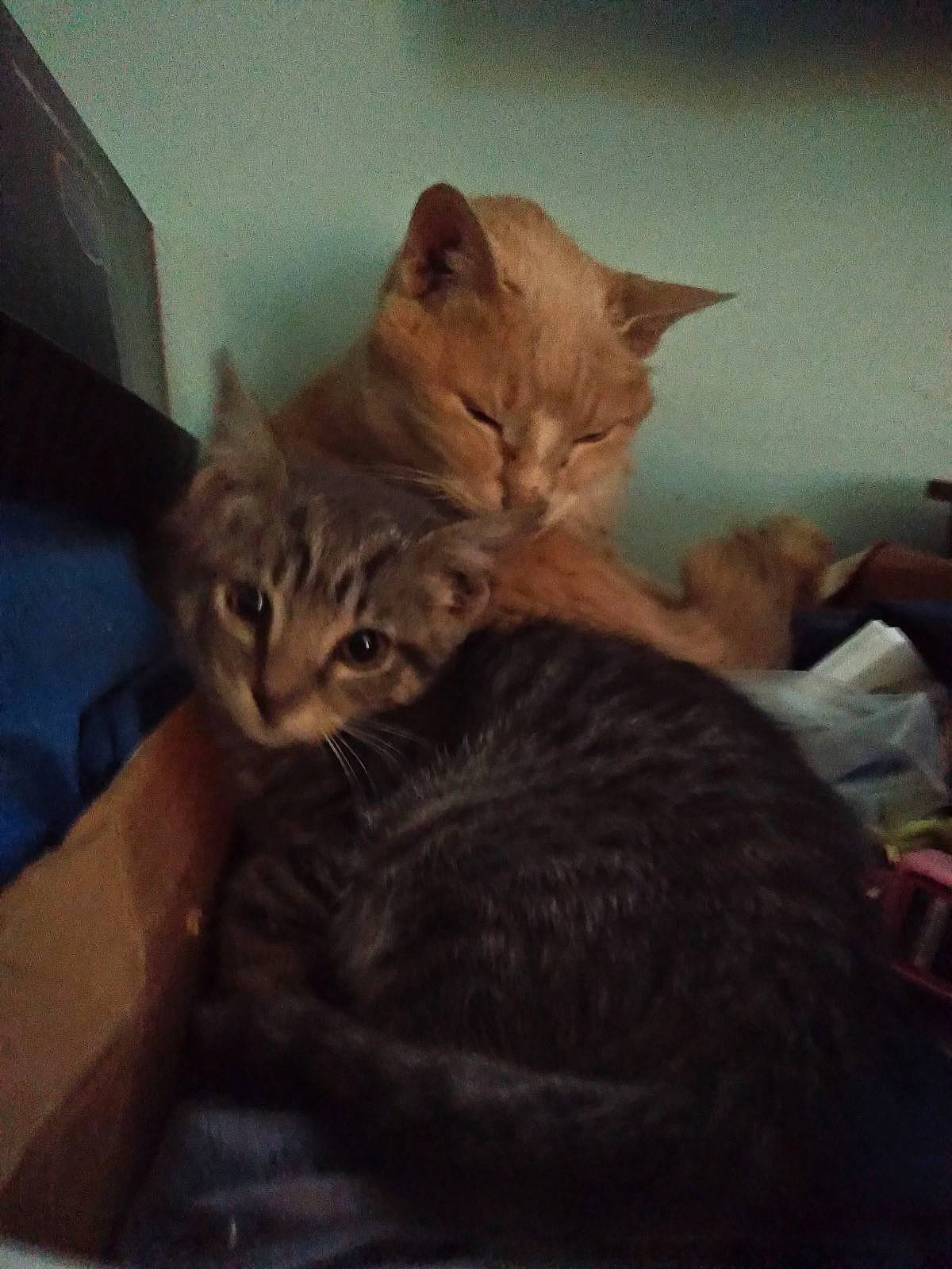 Tucker is registered to the contest to win money with this photo: bed, box, carnivore, cat, cloud, comfort, domestic_short_haired_cat, ear, felidae, fur, paw, room, sky, small_to_medium_sized_cats, tail, whiskers