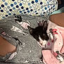 animal, baby, bed, bedroom, blanket, canine, cat, couch, cushion, dog, furniture, homedecor, indoors, kitten, person, pet, puppy, quilt, room, sleeping
