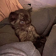 Butter is registered to the contest to win money with this photo: kitten, cat, animal, furry, pet, cozy, blanket, fabric, indoor, cute, small, fur, young, resting, soft, domestic, curious, sitting, comfort, warm