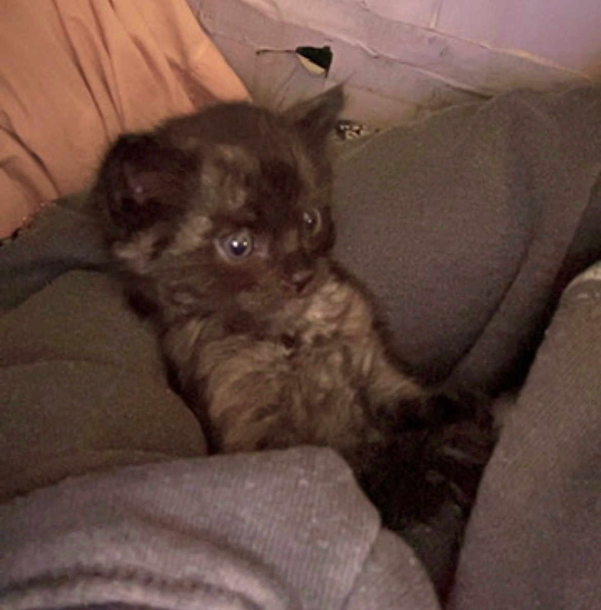 Butter is registered to the contest to win money with this photo: kitten, cat, animal, furry, pet, cozy, blanket, fabric, indoor, cute, small, fur, young, resting, soft, domestic, curious, sitting, comfort, warm