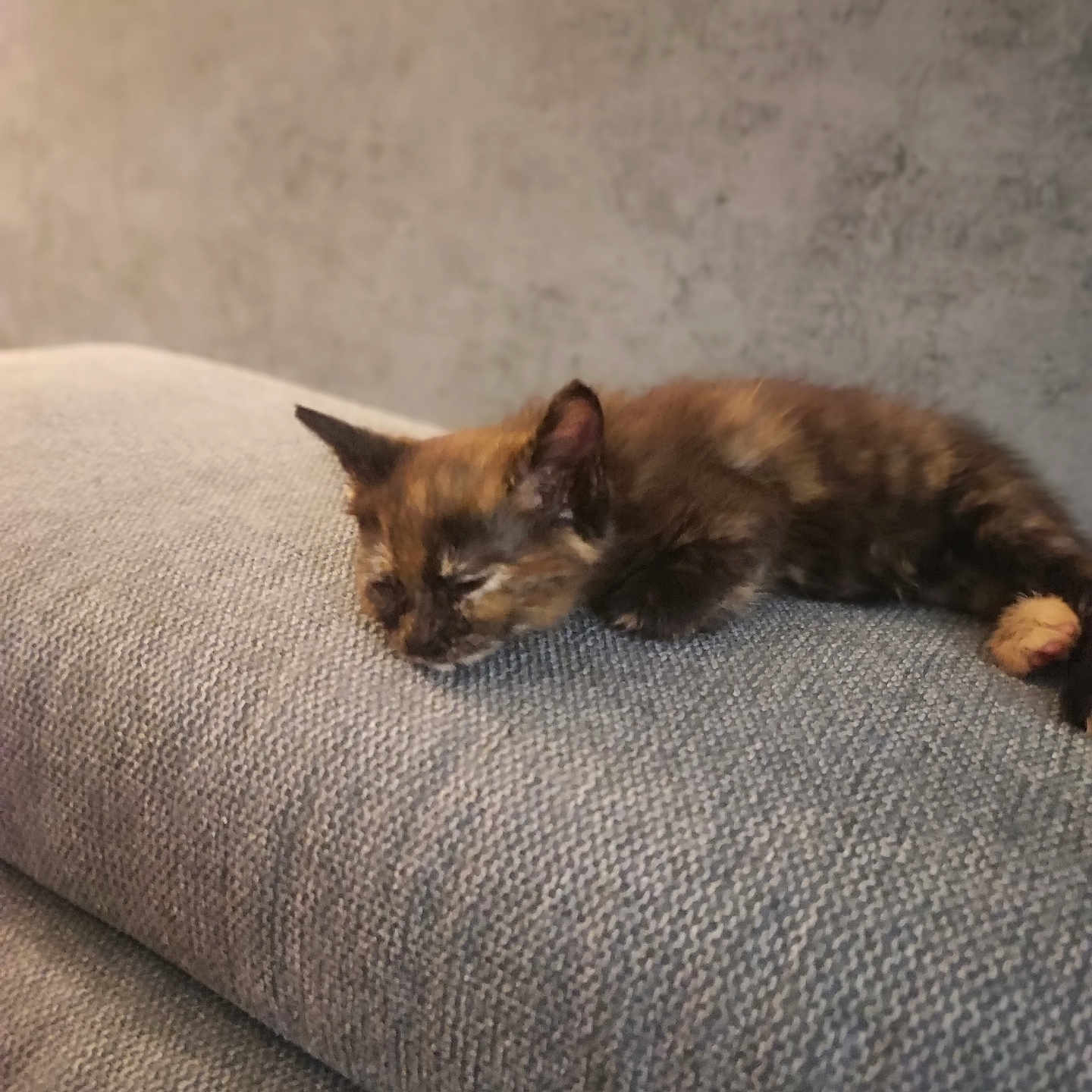 Luna Et Umy participe au concours pour gagner de l'argent avec cette photo : abyssinian, animal, blanket, brasssection, cat, chair, clothing, couch, cushion, furniture, homedecor, horn, indoors, kitten, manx, musicalinstrument, pants, person, pet, sleeping