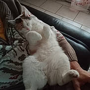 Confettis participe au concours pour gagner de l'argent avec cette photo : cat, closeup, comfort, couch, cozy, curtain, domestic, floral_pattern, furry, hand, indoor, lap, patterned_sweater, person, pet, relaxation, resting, sleeping, tile_floor, white_cat