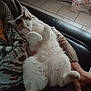cat, closeup, comfort, couch, cozy, curtain, domestic, floral_pattern, furry, hand, indoor, lap, patterned_sweater, person, pet, relaxation, resting, sleeping, tile_floor, white_cat