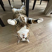 Doudou a rejoint le concours — aidez-le/la à gagner de superbes lots ! cat, tabby, indoor, floor, wooden_floor, table, legs, paws, upside_down, curious, pet, animal, feline, whiskers, green_eyes, domestic_cat, cute, relaxed, household, playful
