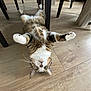 cat, tabby, indoor, floor, wooden_floor, table, legs, paws, upside_down, curious, pet, animal, feline, whiskers, green_eyes, domestic_cat, cute, relaxed, household, playful
