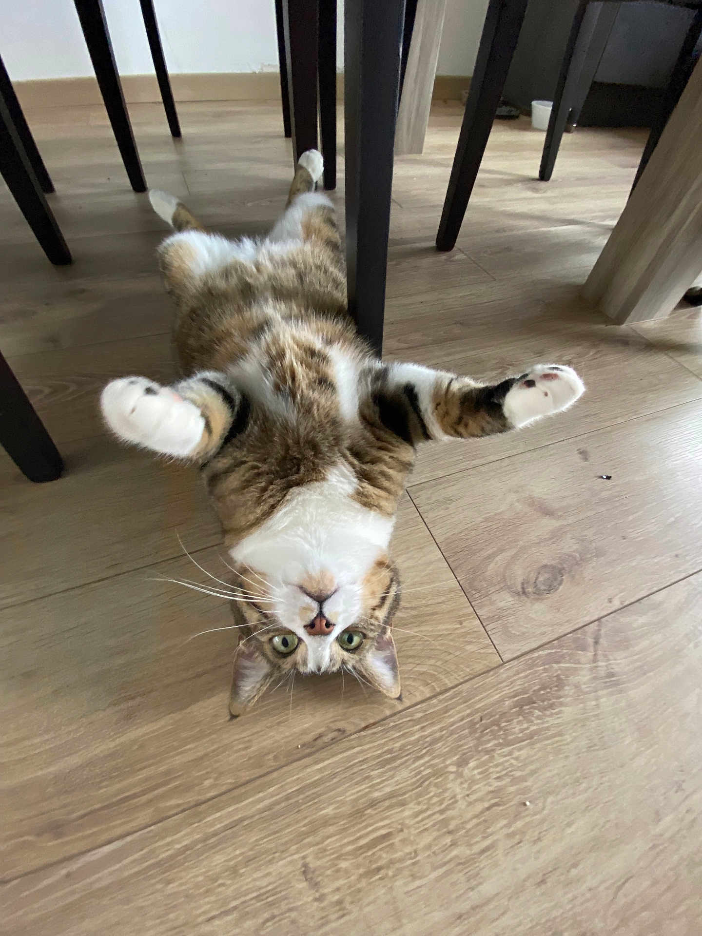 Doudou