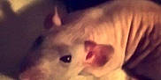 Lagache participe au concours pour gagner de l'argent avec cette photo :