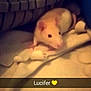 Lucifer participe au concours pour gagner de l'argent avec cette photo :