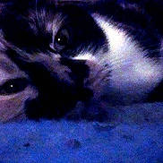 Diesel participe au concours pour gagner de l'argent avec cette photo :