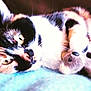Diesel participe au concours pour gagner de l'argent avec cette photo :