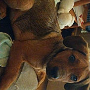 Andy a rejoint le concours — aidez-le/la à gagner de superbes lots ! dog, brown, cushion, indoor, plush_toy, floor, wooden_floor, furniture, curious, pet, animal, ears, face, canine, home, relaxed, looking, young_dog, domestic, cozy