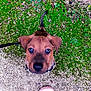 Andy a rejoint le concours — aidez-le/la à gagner de superbes lots ! puppy, dog, leash, green_moss, ground, shoe, curious, outdoor, pet, young_dog, brown_fur, close_up, looking_up, nature, path, grass, earth, animal, walking, playful