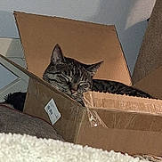 Chigger is registered to the contest to win money with this photo: animal, box_flap, cardboard_box, cat, closed_eyes, cozy, feline, floor, fur, home, indoor, pet, quiet, relaxed, resting, sleeping, soft_lighting, tabby, taped_box, whiskers