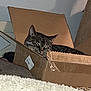 animal, box_flap, cardboard_box, cat, closed_eyes, cozy, feline, floor, fur, home, indoor, pet, quiet, relaxed, resting, sleeping, soft_lighting, tabby, taped_box, whiskers