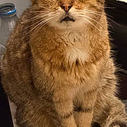 Clochard a rejoint le concours — aidez-le/la à gagner de superbes lots ! animal, cat, closeup, cute, domestic_animal, expression, eyes, face, feline, fur, indoor, looking, mammal, pet, portrait, sitting, tabby, tabby_cat, tail, whiskers