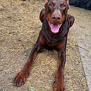 Bane is registered to the contest to win money with this photo: dog, doberman, animal, pet, outdoor, playful, happy, ears, tongue, face, fur, canine, ground, straw, dirt, fence, nature, paw, looking, smiling