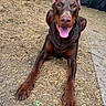 dog, doberman, animal, pet, outdoor, playful, happy, ears, tongue, face, fur, canine, ground, straw, dirt, fence, nature, paw, looking, smiling