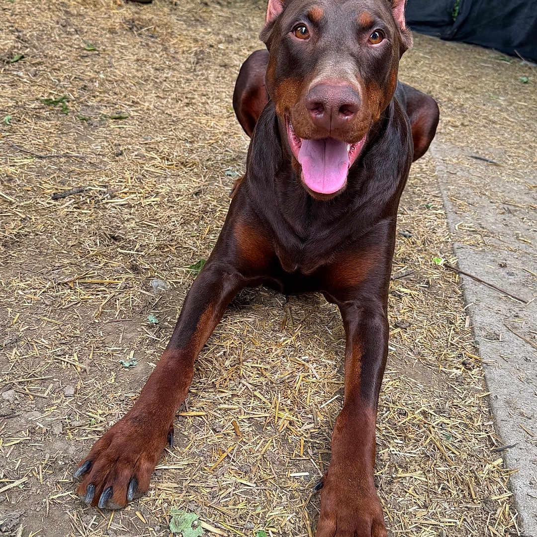 Bane is registered to the contest to win money with this photo: dog, doberman, animal, pet, outdoor, playful, happy, ears, tongue, face, fur, canine, ground, straw, dirt, fence, nature, paw, looking, smiling