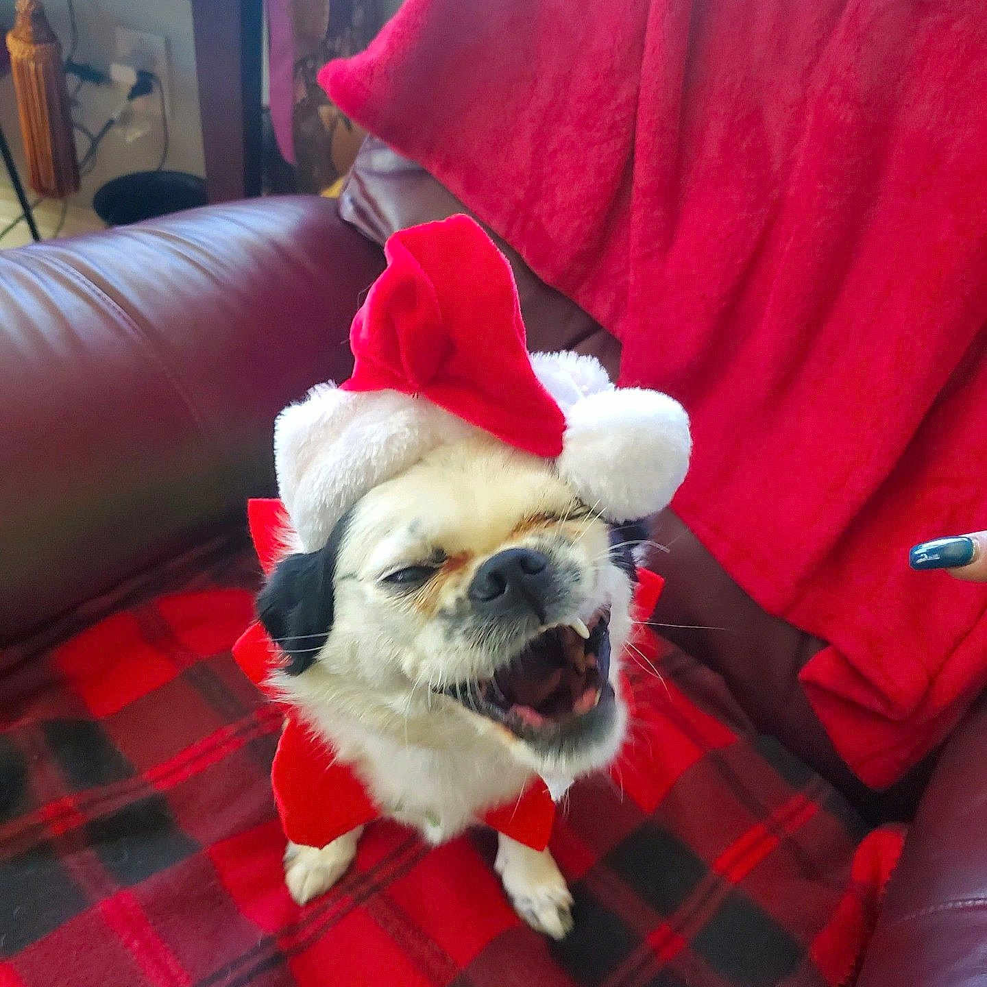 Sadie Mae joined the competition — help win amazing prizes! animal, architecture, blanket, building, canine, couch, cushion, dog, face, furniture, head, homedecor, indoors, interiordesign, livingroom, person, pet, pug, puppy, room