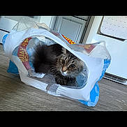 Luna joined the competition — help win amazing prizes! animal, cabinet, calendar, cat, cute, fluffy, funny, gray_fur, home, indoor, inside_bag, kitten, long_hair, peeking, pet, plastic_bag, portrait, shopping_bag, sitting, wood_floor